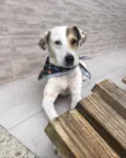 Toby