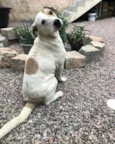 Toby
