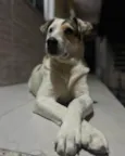 Toby