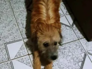 Cachorro raça Não sei idade 7 a 11 meses nome Princesa 