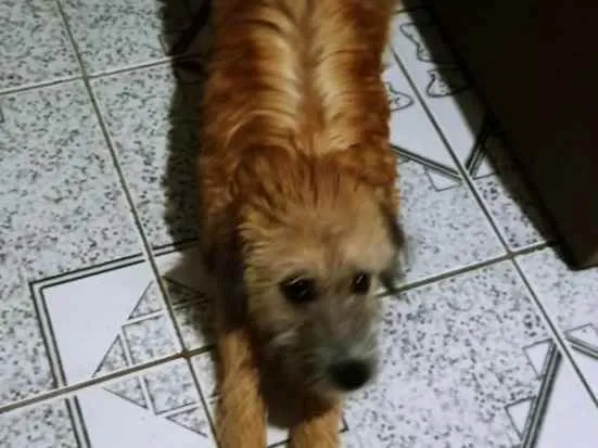 Cachorro ra a Não sei idade 7 a 11 meses nome Princesa 