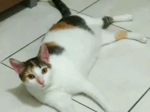 Gato raça Sem raça  idade  nome Haru