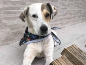 Cachorro raça Srd idade 5 anos nome Toby