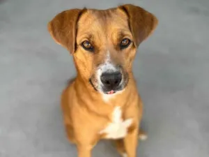 Cachorro raça Srd idade 2 anos nome Kira