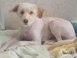 Cachorro raça Srd idade 2 anos nome Meg