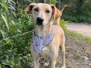 Cachorro raça Srd idade 3 anos nome Lua