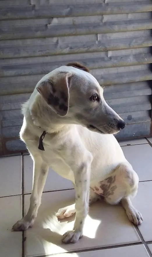 Cachorro ra a Não sei dizer... idade 2 a 6 meses nome POLLY