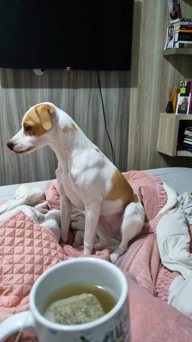 Cachorro ra a SRD idade 3 anos nome Juca