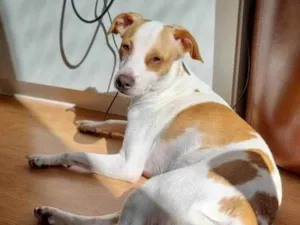 Cachorro raça SRD idade 3 anos nome Juca