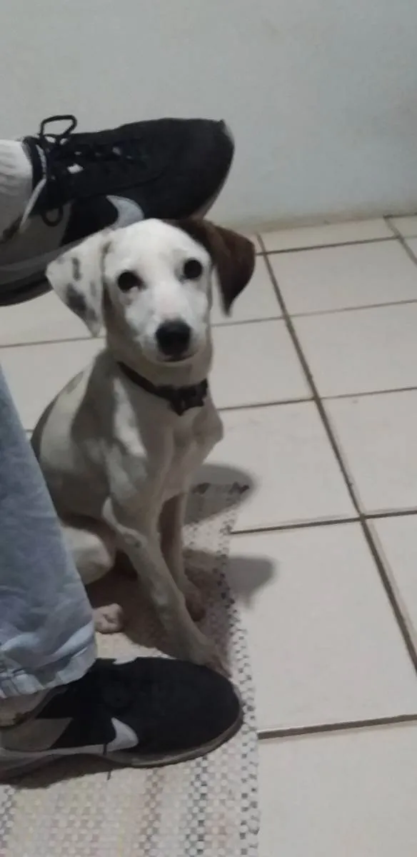 Cachorro ra a Não sei dizer... idade 2 a 6 meses nome POLLY