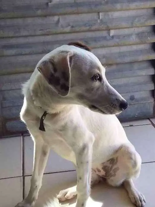 Cachorro ra a Não sei dizer... idade 2 a 6 meses nome POLLY