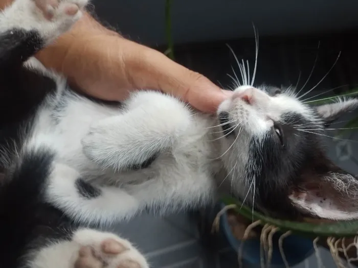 Gato raça  idade Abaixo de 2 meses nome Frajolinha