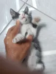 Frajolinha