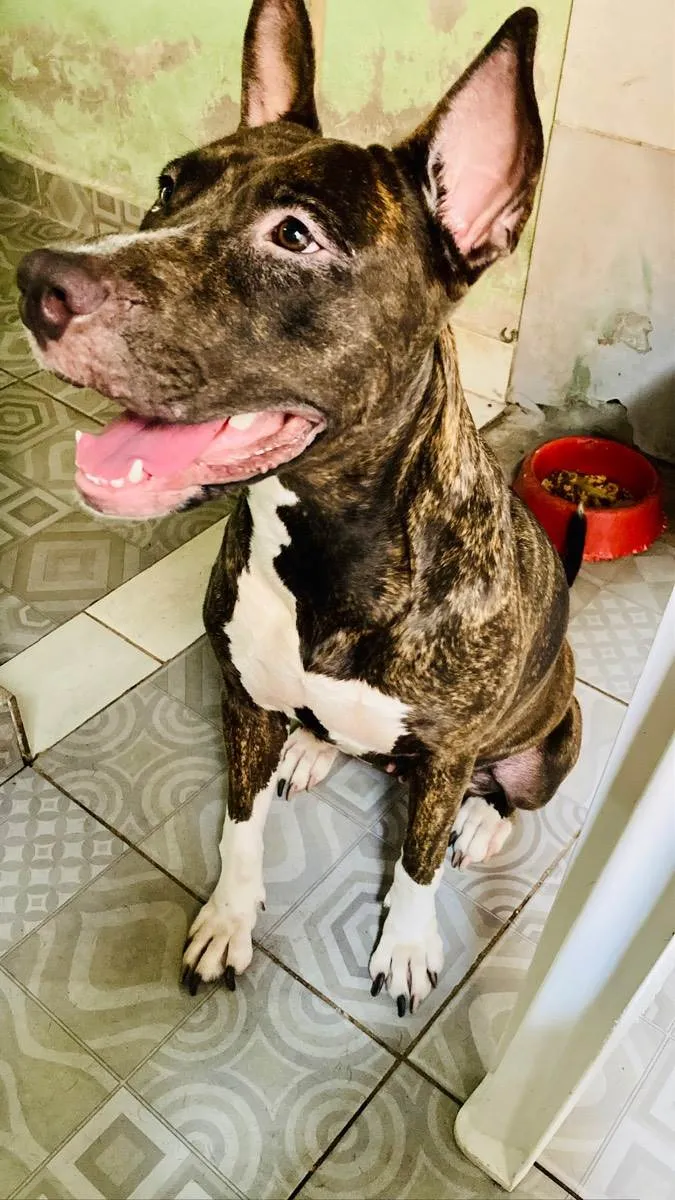 Cachorro raça Apbt idade 2 anos nome Mel