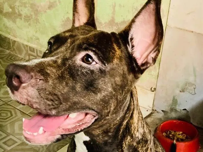 Cachorro raça Apbt idade 2 anos nome Mel