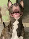 Mel