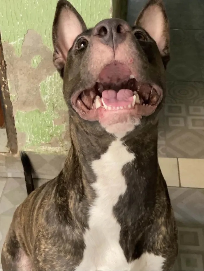 Cachorro raça Apbt idade 2 anos nome Mel