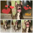 Mel