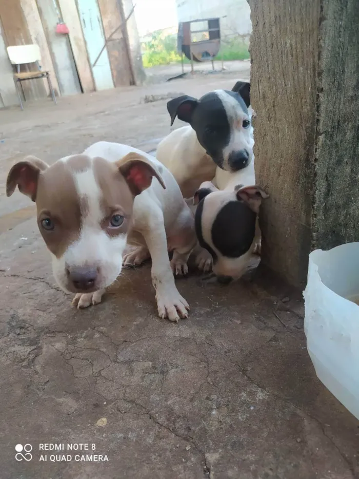 Cachorro ra a Vira lata com Pitbull  idade 2 a 6 meses nome Sem nome