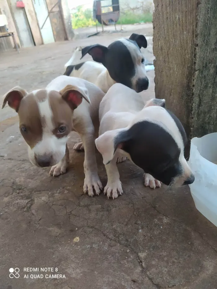 Cachorro ra a Vira lata com Pitbull  idade 2 a 6 meses nome Sem nome