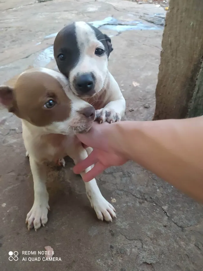 Cachorro ra a Vira lata com Pitbull  idade 2 a 6 meses nome Sem nome