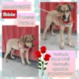 Heloise