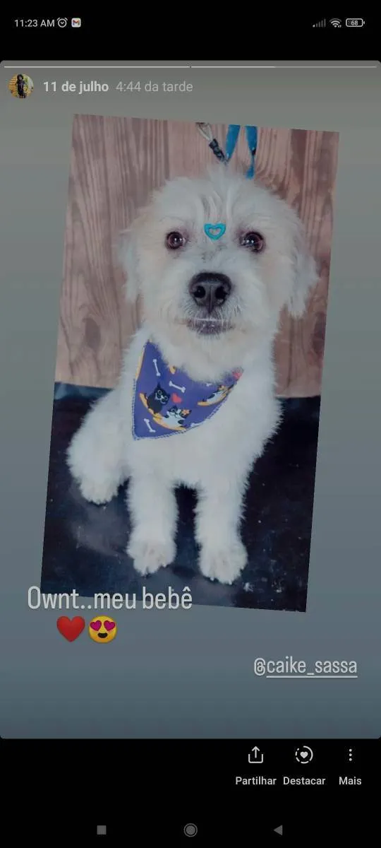 Cachorro raça Não definida  idade 7 a 11 meses nome Coolby Scott 