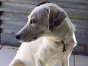 Cachorro raça Não sei dizer... idade 2 a 6 meses nome POLLY