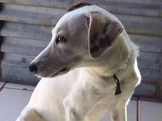 Cachorro ra a Não sei dizer... idade 2 a 6 meses nome POLLY