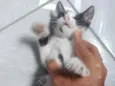 Frajolinha