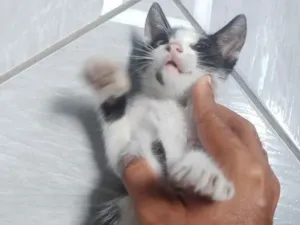 Gato raça  idade Abaixo de 2 meses nome Frajolinha