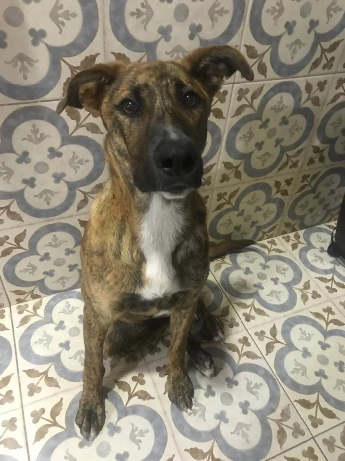 Cachorro ra a MESTIÇO FILA  idade 7 a 11 meses nome FOFAO