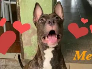 Cachorro raça Apbt idade 2 anos nome Mel