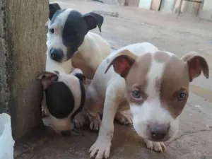 Cachorro raça Vira lata com Pitbull  idade 2 a 6 meses nome Sem nome