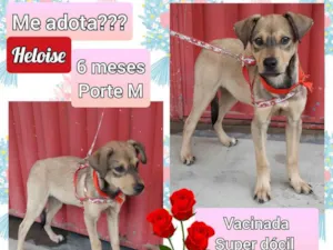 Cachorro raça SRD idade 2 a 6 meses nome Heloise