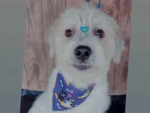 Cachorro raça Não definida  idade 7 a 11 meses nome Coolby Scott 