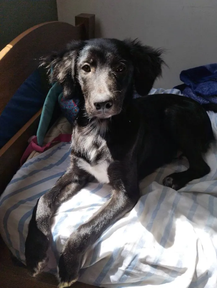 Cachorro ra a Sdr/ mistura com flat Coat ret idade 7 a 11 meses nome Max