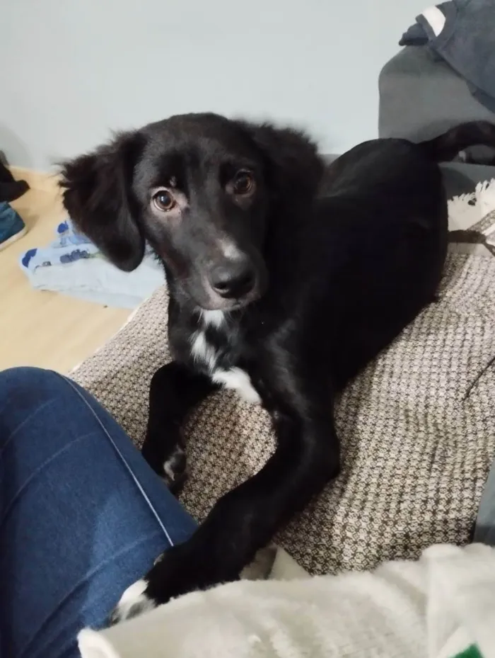 Cachorro ra a Sdr/ mistura com flat Coat ret idade 7 a 11 meses nome Max