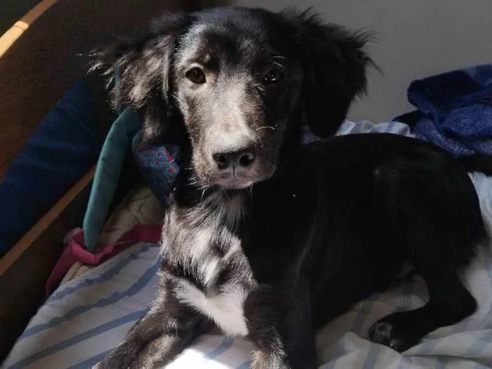 Cachorro ra a Sdr/ mistura com flat Coat ret idade 7 a 11 meses nome Max