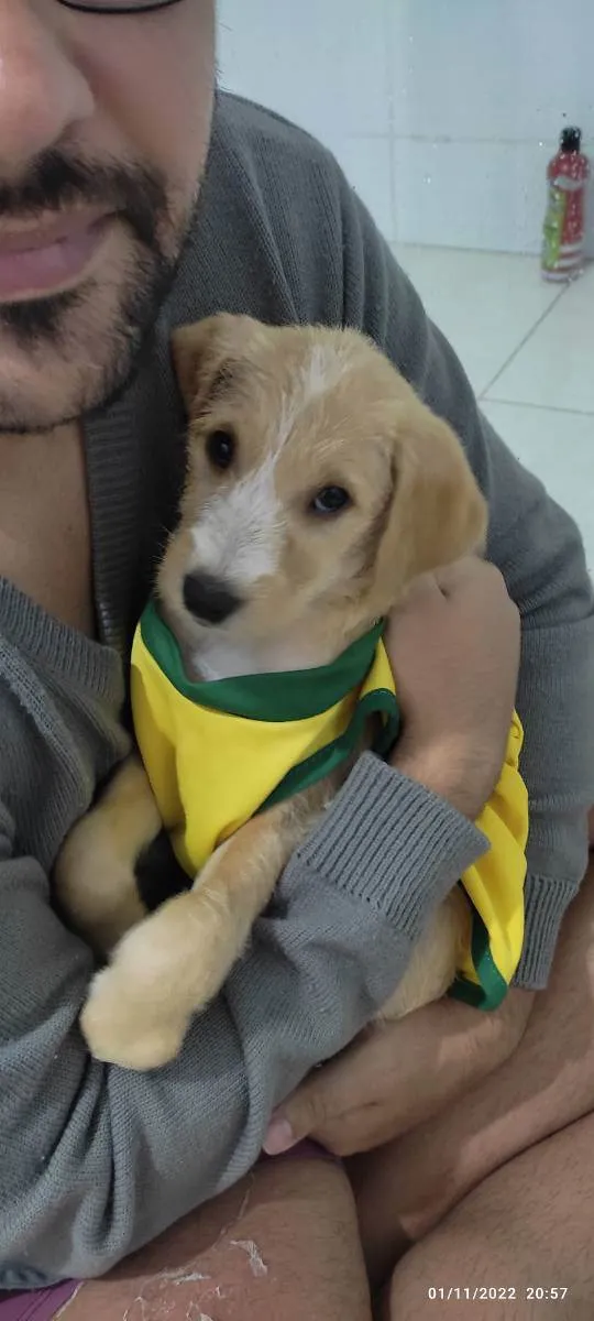 Cachorro ra a Vira-lata idade Abaixo de 2 meses nome Sem nome 