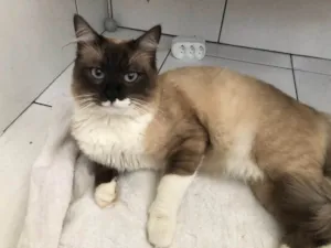Gato raça Srd idade 1 ano nome Felippo