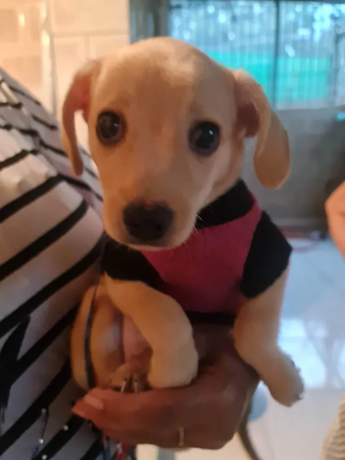 Cachorro ra a SRD idade Abaixo de 2 meses nome Fred