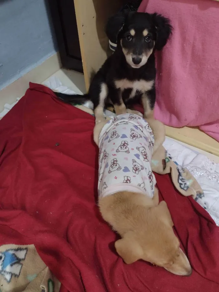 Cachorro ra a Viralata idade 2 a 6 meses nome Pretinha , amorinha 