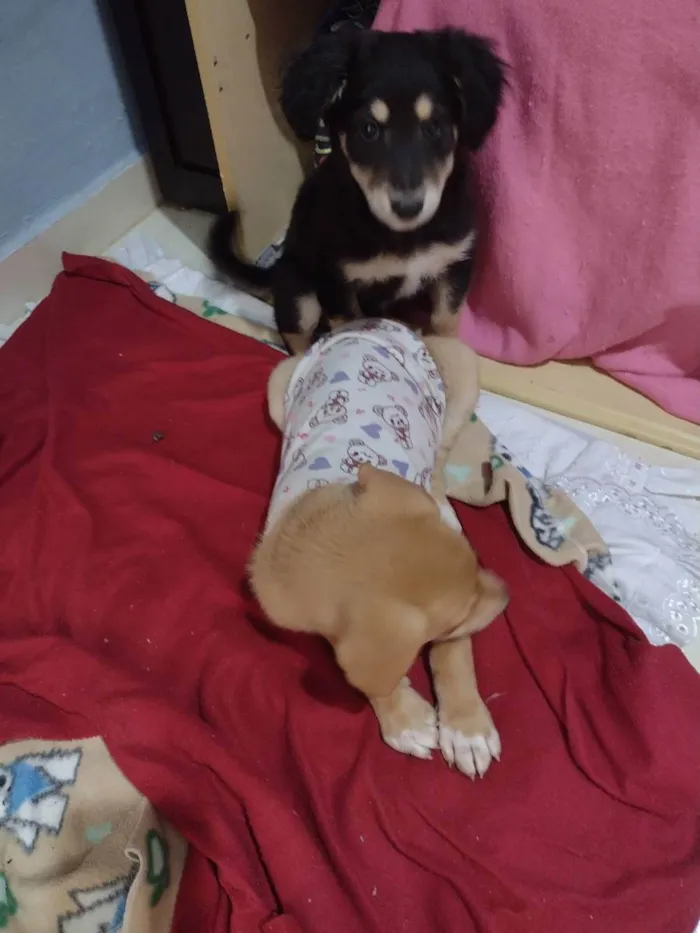 Cachorro ra a Viralata idade 2 a 6 meses nome Pretinha , amorinha 