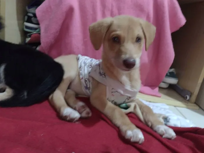 Cachorro ra a Viralata idade 2 a 6 meses nome Pretinha , amorinha 