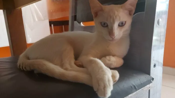 Gato raça vira lata idade 2 a 6 meses nome Sem nome