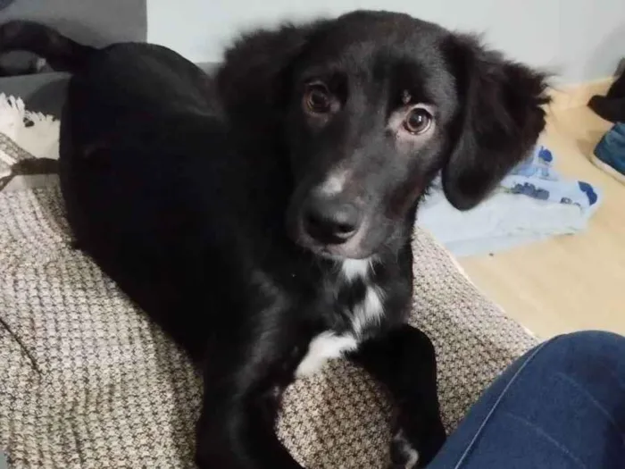Cachorro ra a Sdr/ mistura com flat Coat ret idade 7 a 11 meses nome Max