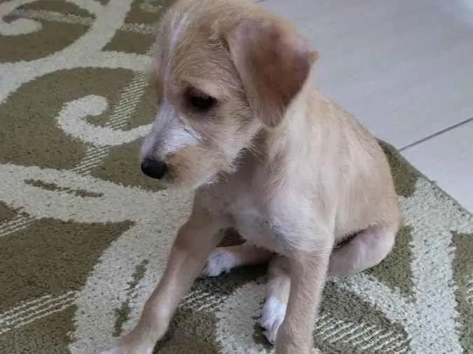 Cachorro ra a Vira-lata idade Abaixo de 2 meses nome Sem nome 