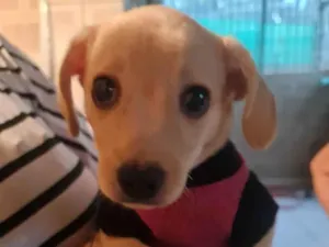 Cachorro raça SRD idade Abaixo de 2 meses nome Fred