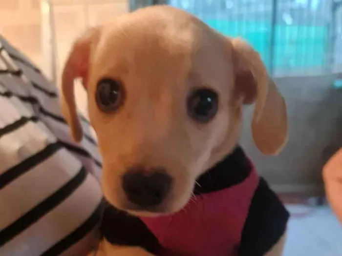 Cachorro ra a SRD idade Abaixo de 2 meses nome Fred